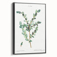 Neoclassical Creeping Willow Print - Botanical Art by Redouté