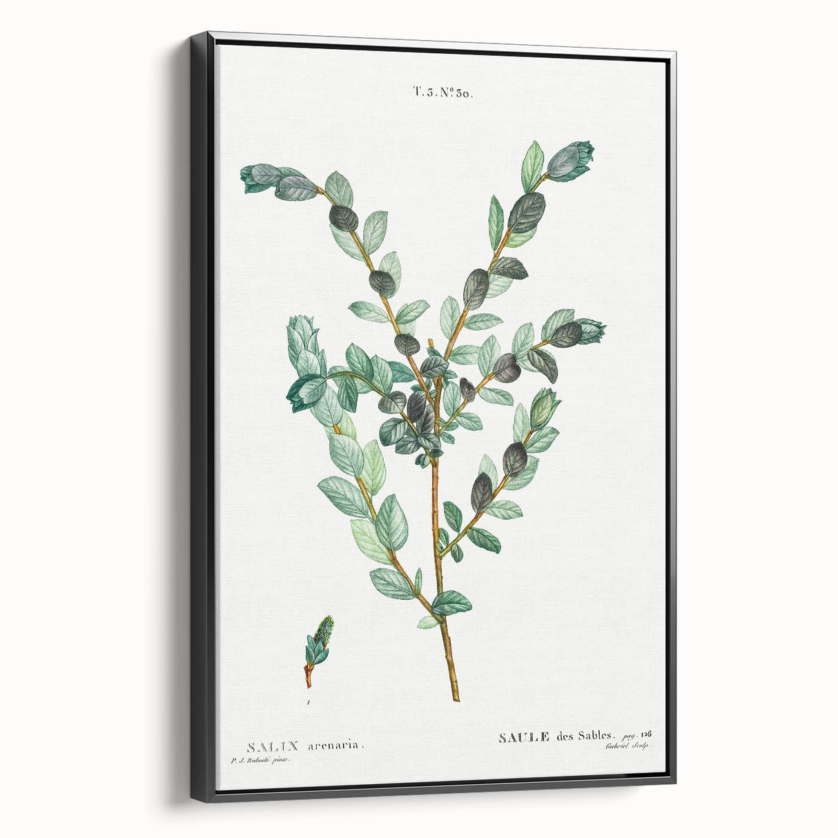 Neoclassical Creeping Willow Print - Botanical Art by Redouté