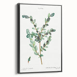 Neoclassical Creeping Willow Print - Botanical Art by Redouté