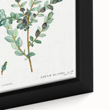 Neoclassical Creeping Willow Print - Botanical Art by Redouté