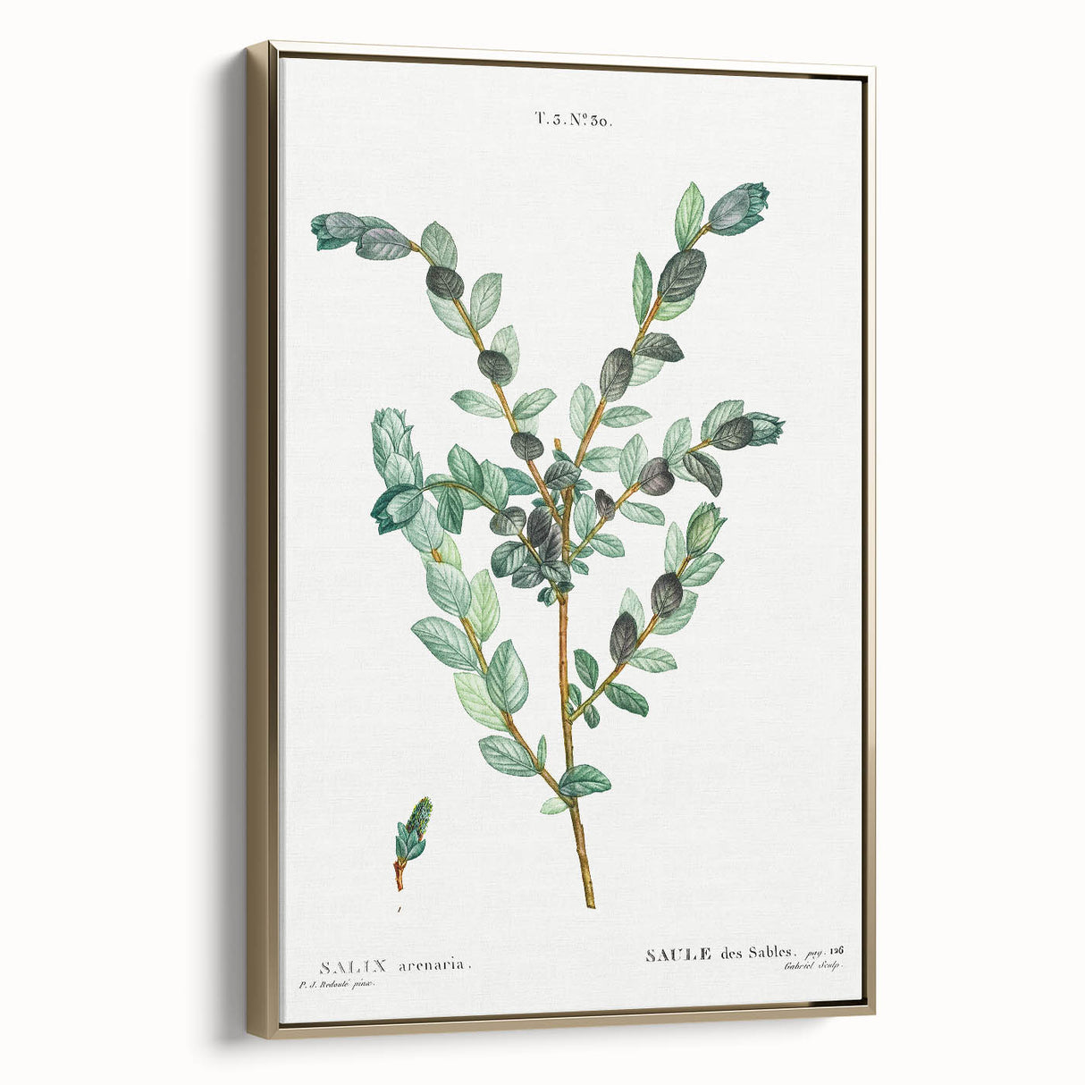 Neoclassical Creeping Willow Print - Botanical Art by Redouté