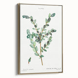 Neoclassical Creeping Willow Print - Botanical Art by Redouté