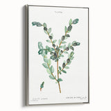Neoclassical Creeping Willow Print - Botanical Art by Redouté