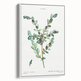 Neoclassical Creeping Willow Print - Botanical Art by Redouté