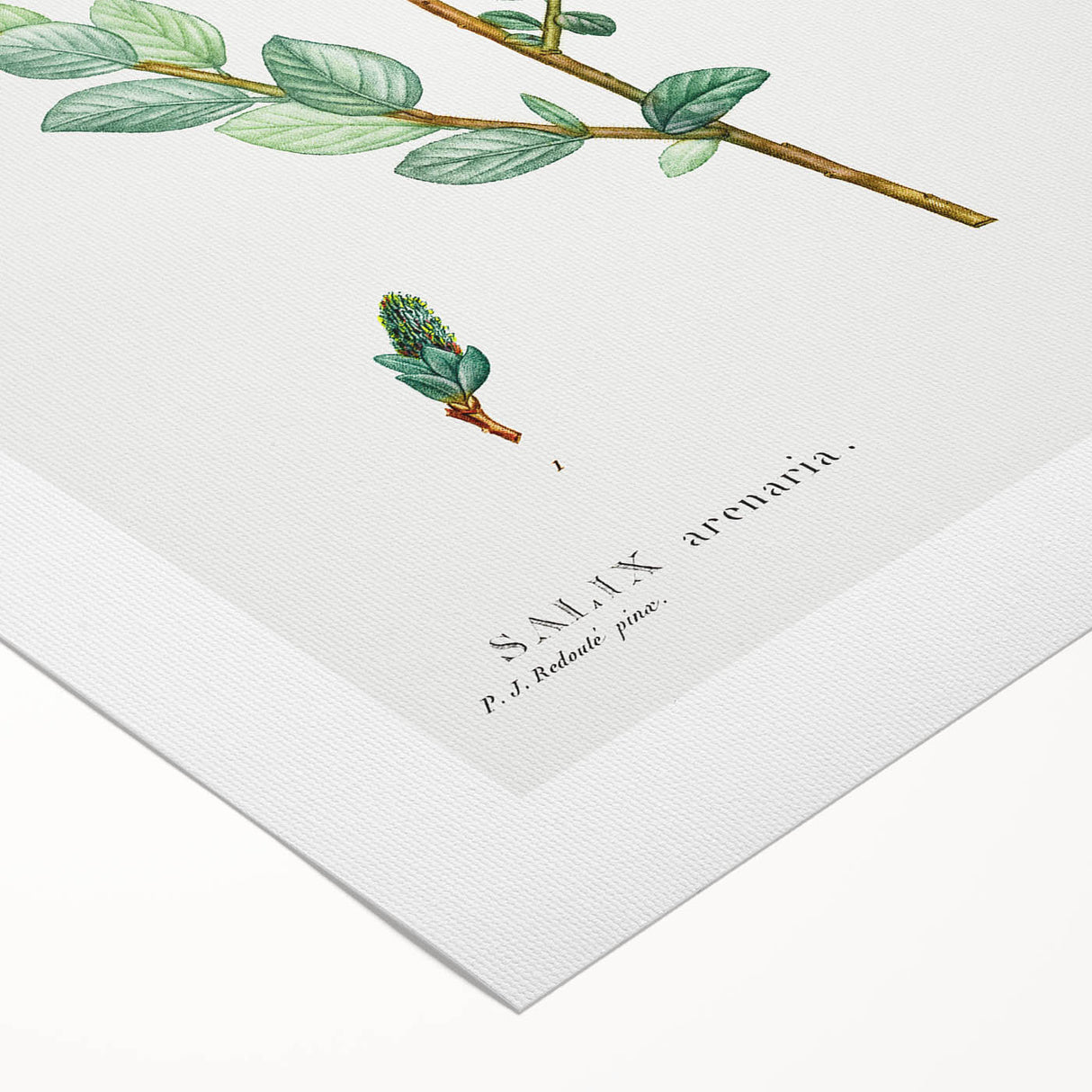 Neoclassical Creeping Willow Print - Botanical Art by Redouté