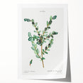 Neoclassical Creeping Willow Print - Botanical Art by Redouté