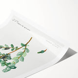 Neoclassical Creeping Willow Print - Botanical Art by Redouté