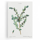 Neoclassical Creeping Willow Print - Botanical Art by Redouté