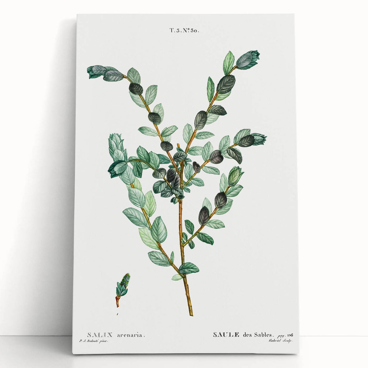 Neoclassical Creeping Willow Print - Botanical Art by Redouté
