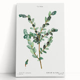 Neoclassical Creeping Willow Print - Botanical Art by Redouté