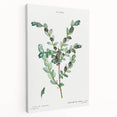 Neoclassical Creeping Willow Print - Botanical Art by Redouté
