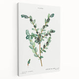 Neoclassical Creeping Willow Print - Botanical Art by Redouté
