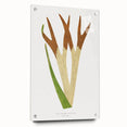 Elegant Realism Art Print – Staghorn Fern by Edward Joseph Lowe