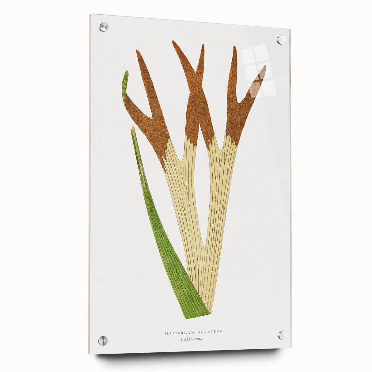 Elegant Realism Art Print – Staghorn Fern by Edward Joseph Lowe