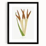 Elegant Realism Art Print – Staghorn Fern by Edward Joseph Lowe