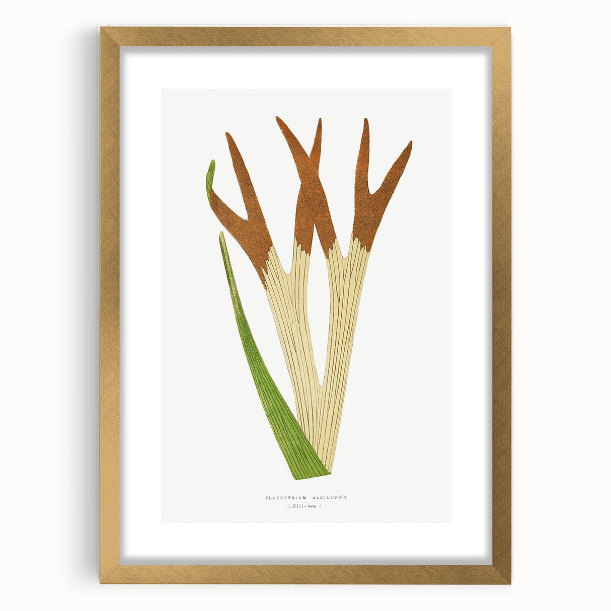 Elegant Realism Art Print – Staghorn Fern by Edward Joseph Lowe