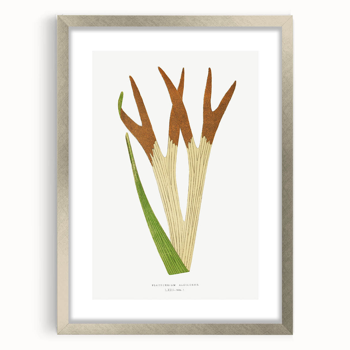 Elegant Realism Art Print – Staghorn Fern by Edward Joseph Lowe