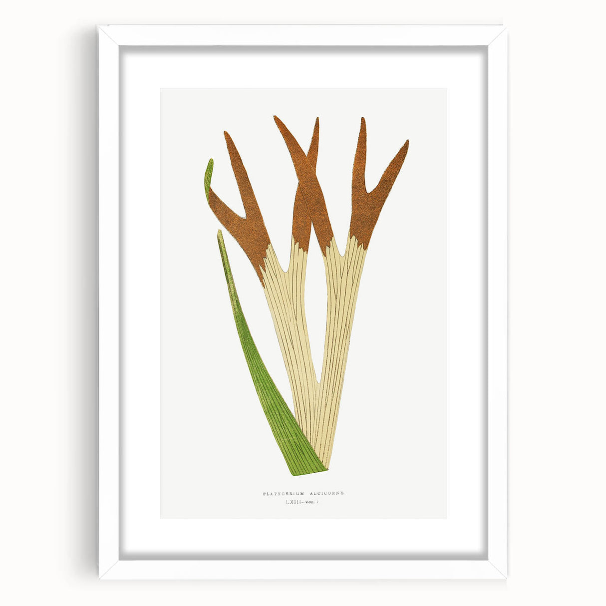 Elegant Realism Art Print – Staghorn Fern by Edward Joseph Lowe