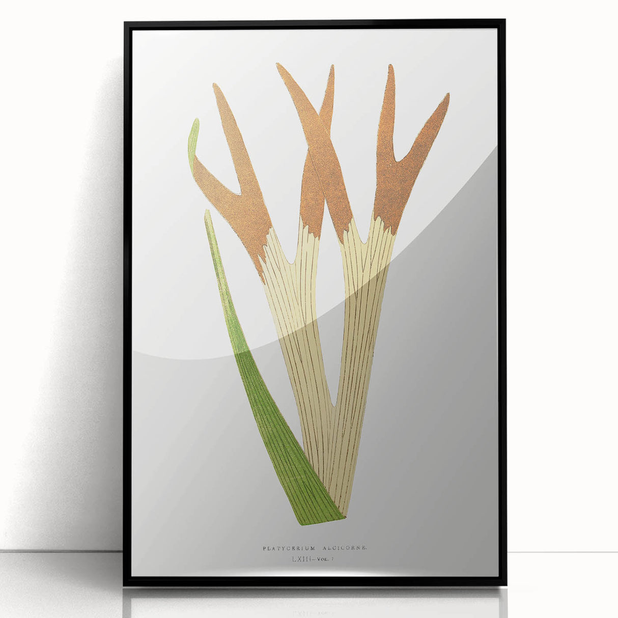 Elegant Realism Art Print – Staghorn Fern by Edward Joseph Lowe
