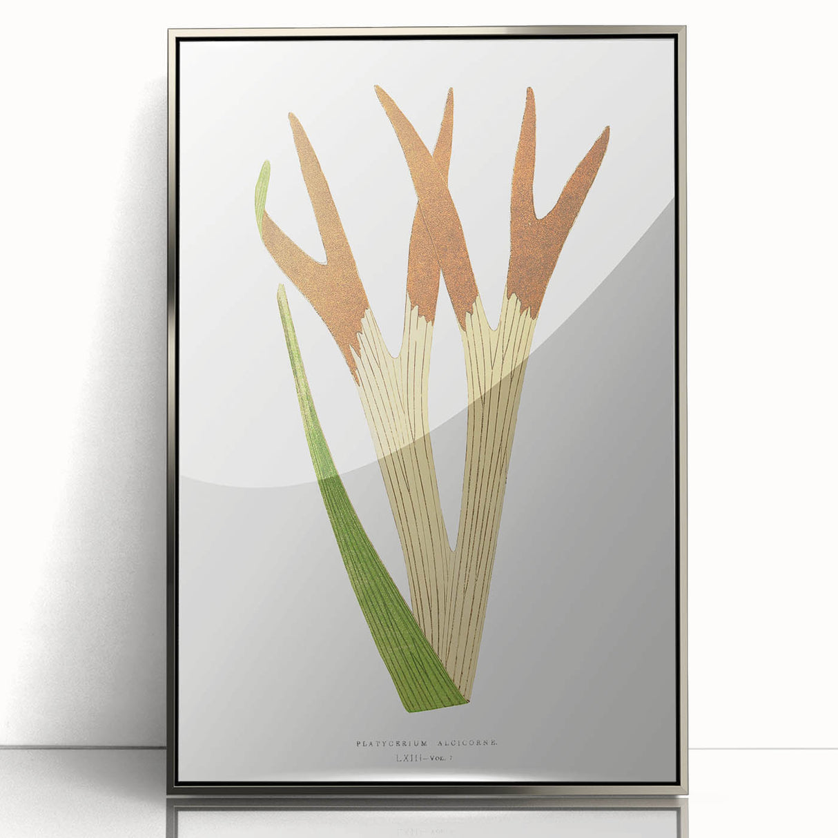 Elegant Realism Art Print – Staghorn Fern by Edward Joseph Lowe