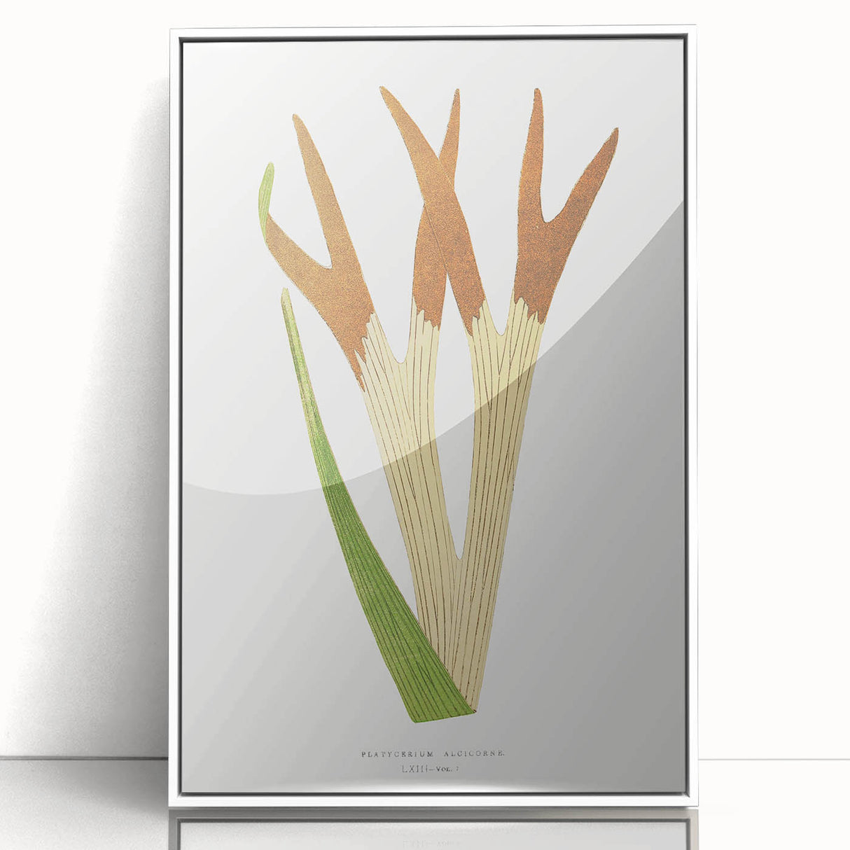 Elegant Realism Art Print – Staghorn Fern by Edward Joseph Lowe