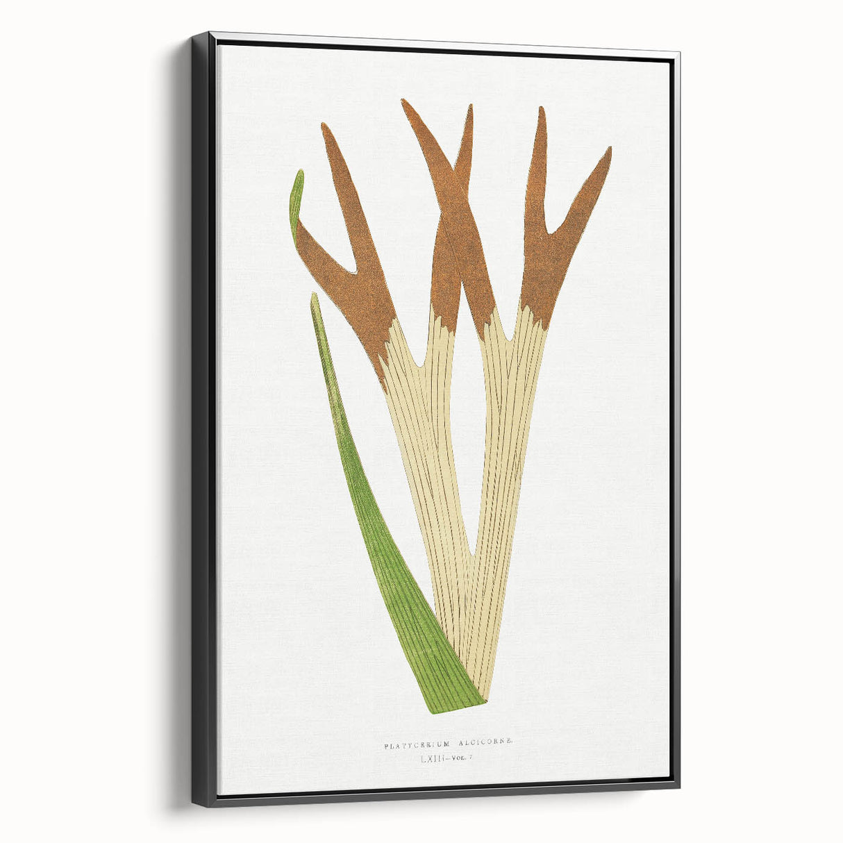 Elegant Realism Art Print – Staghorn Fern by Edward Joseph Lowe