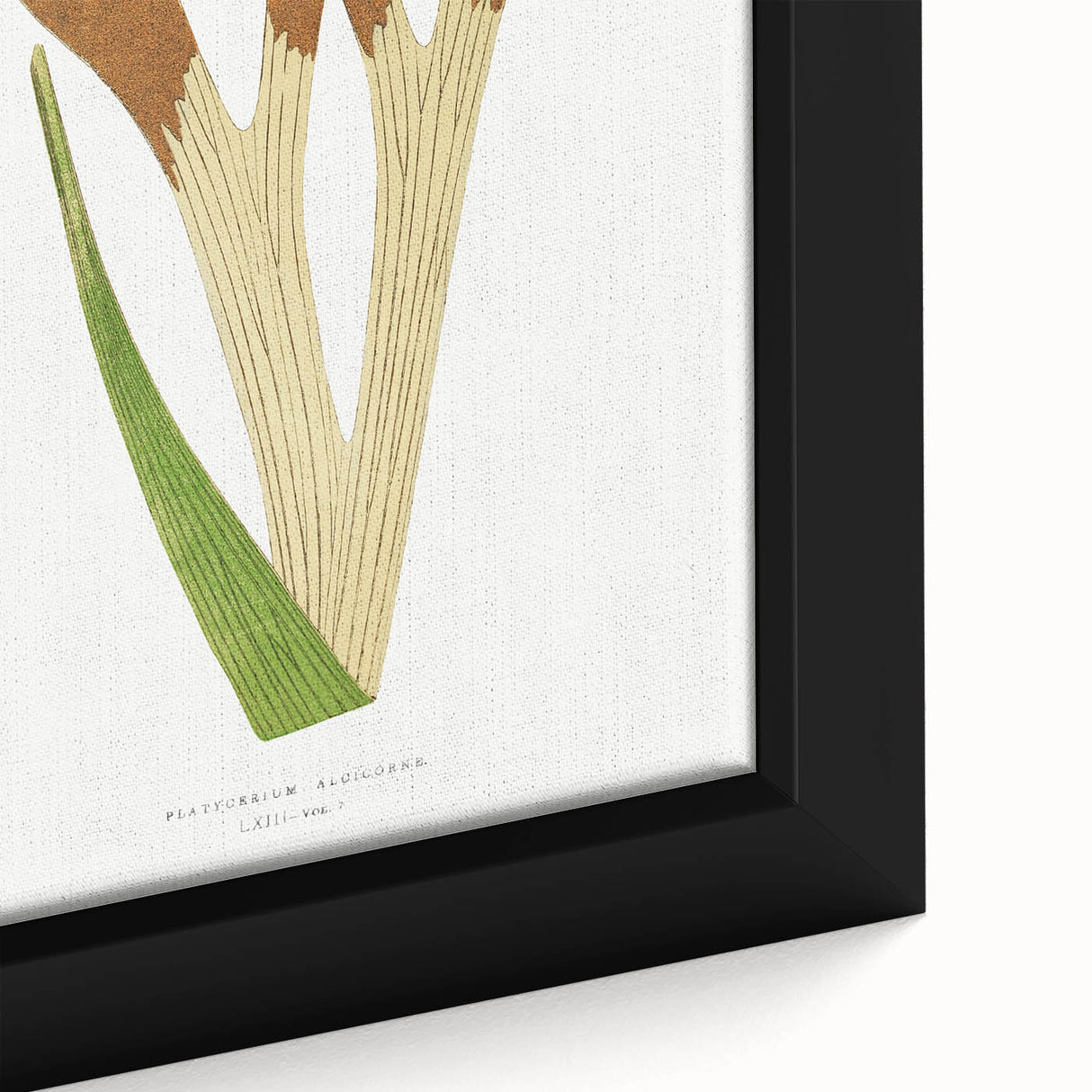 Elegant Realism Art Print – Staghorn Fern by Edward Joseph Lowe