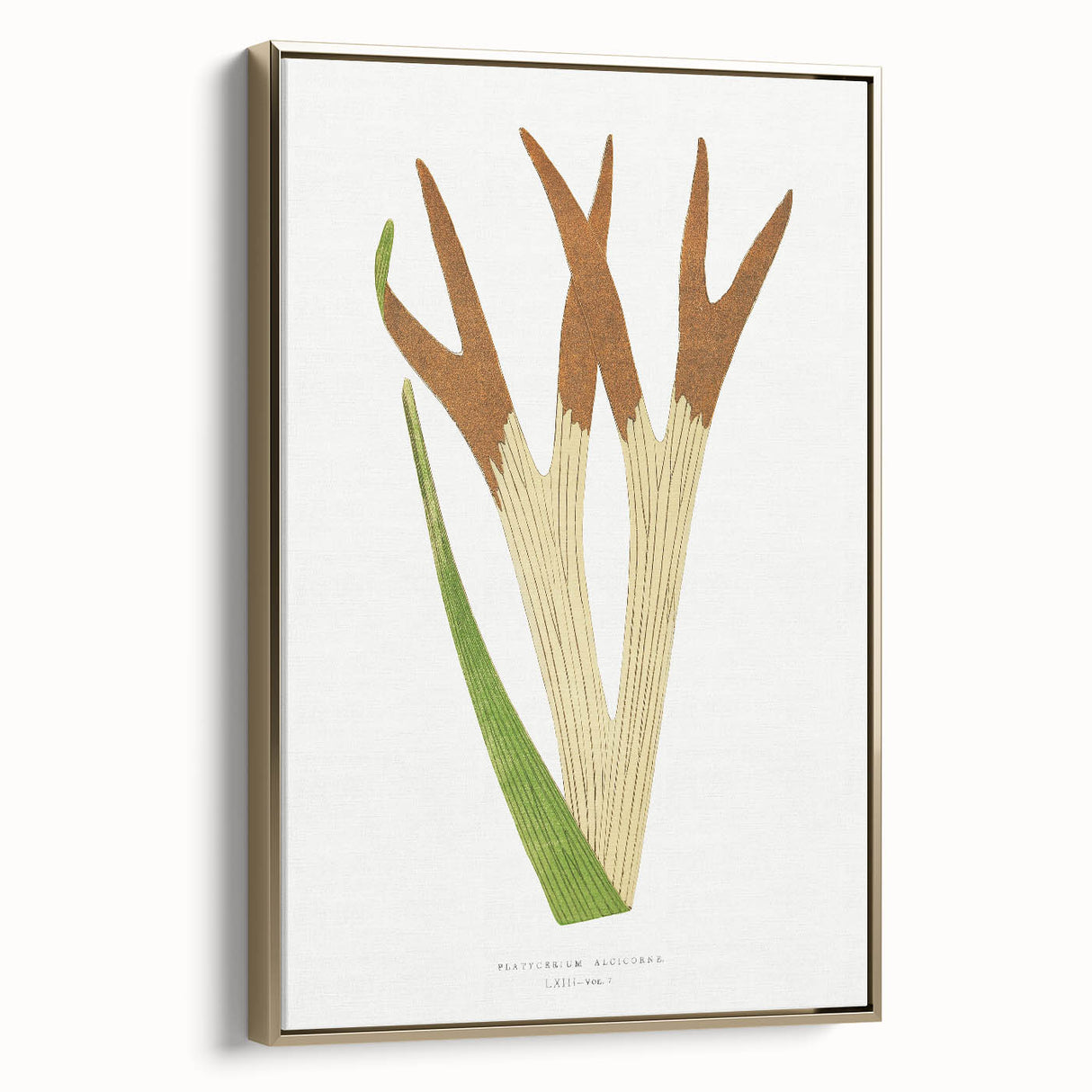 Elegant Realism Art Print – Staghorn Fern by Edward Joseph Lowe