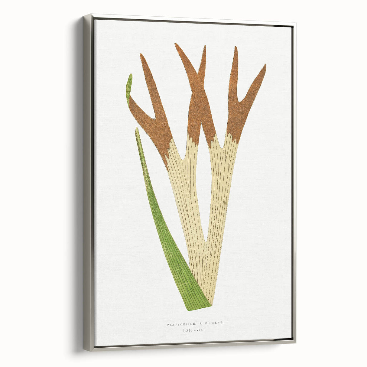 Elegant Realism Art Print – Staghorn Fern by Edward Joseph Lowe
