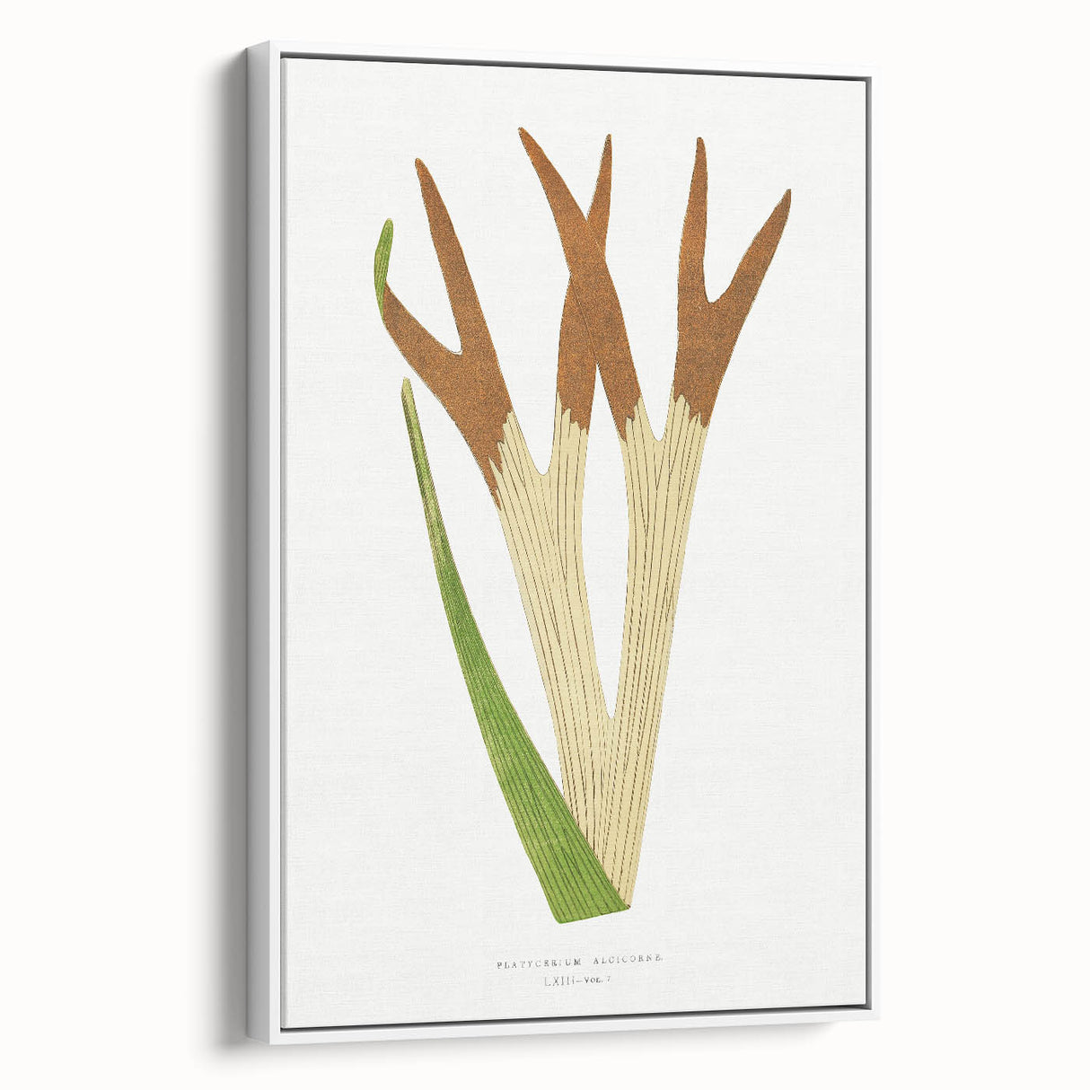 Elegant Realism Art Print – Staghorn Fern by Edward Joseph Lowe