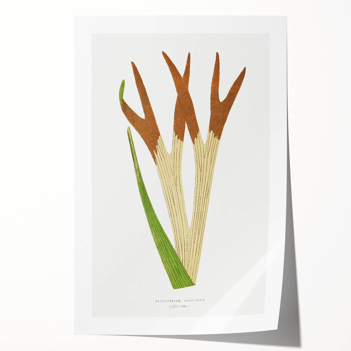 Elegant Realism Art Print – Staghorn Fern by Edward Joseph Lowe