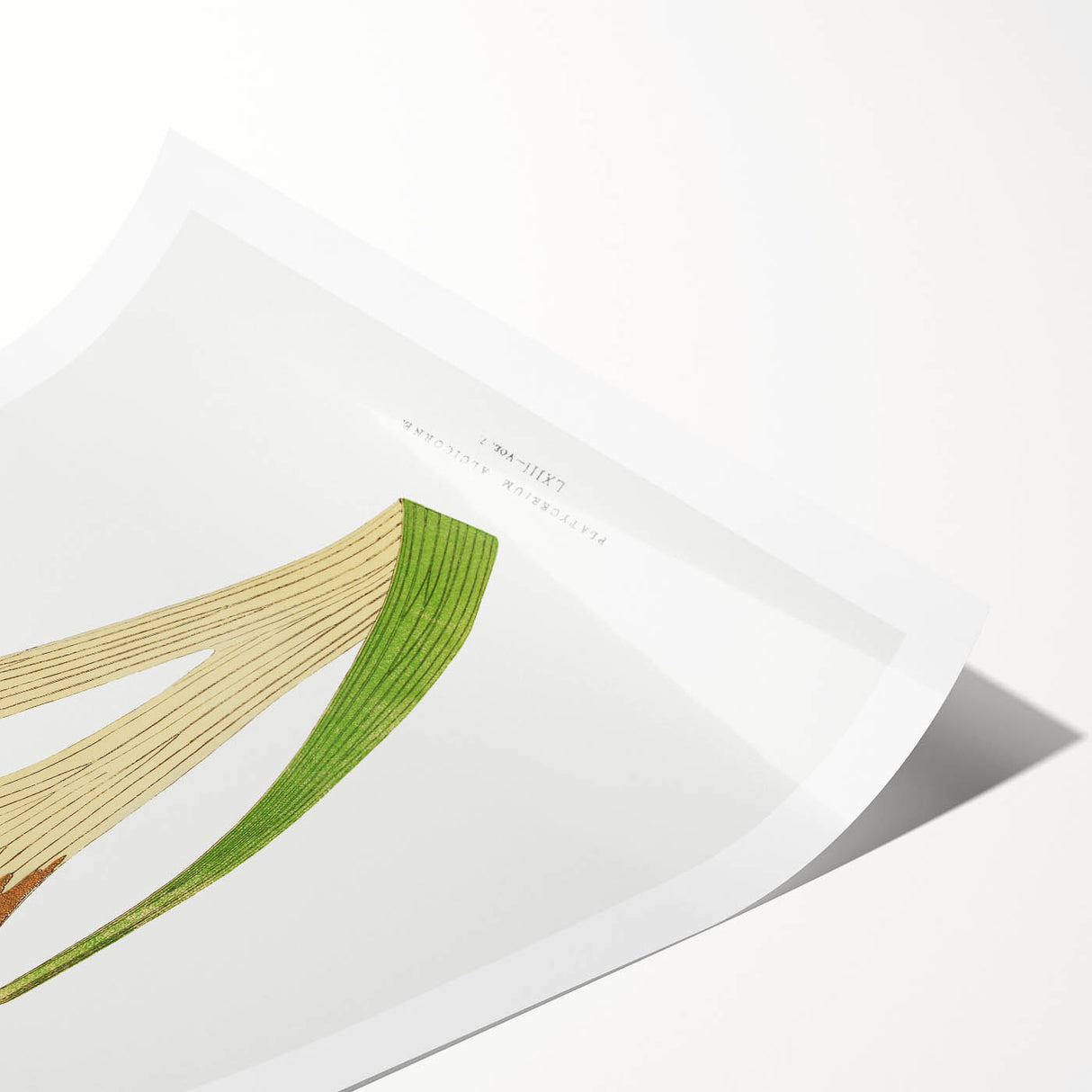 Elegant Realism Art Print – Staghorn Fern by Edward Joseph Lowe