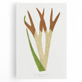 Elegant Realism Art Print – Staghorn Fern by Edward Joseph Lowe