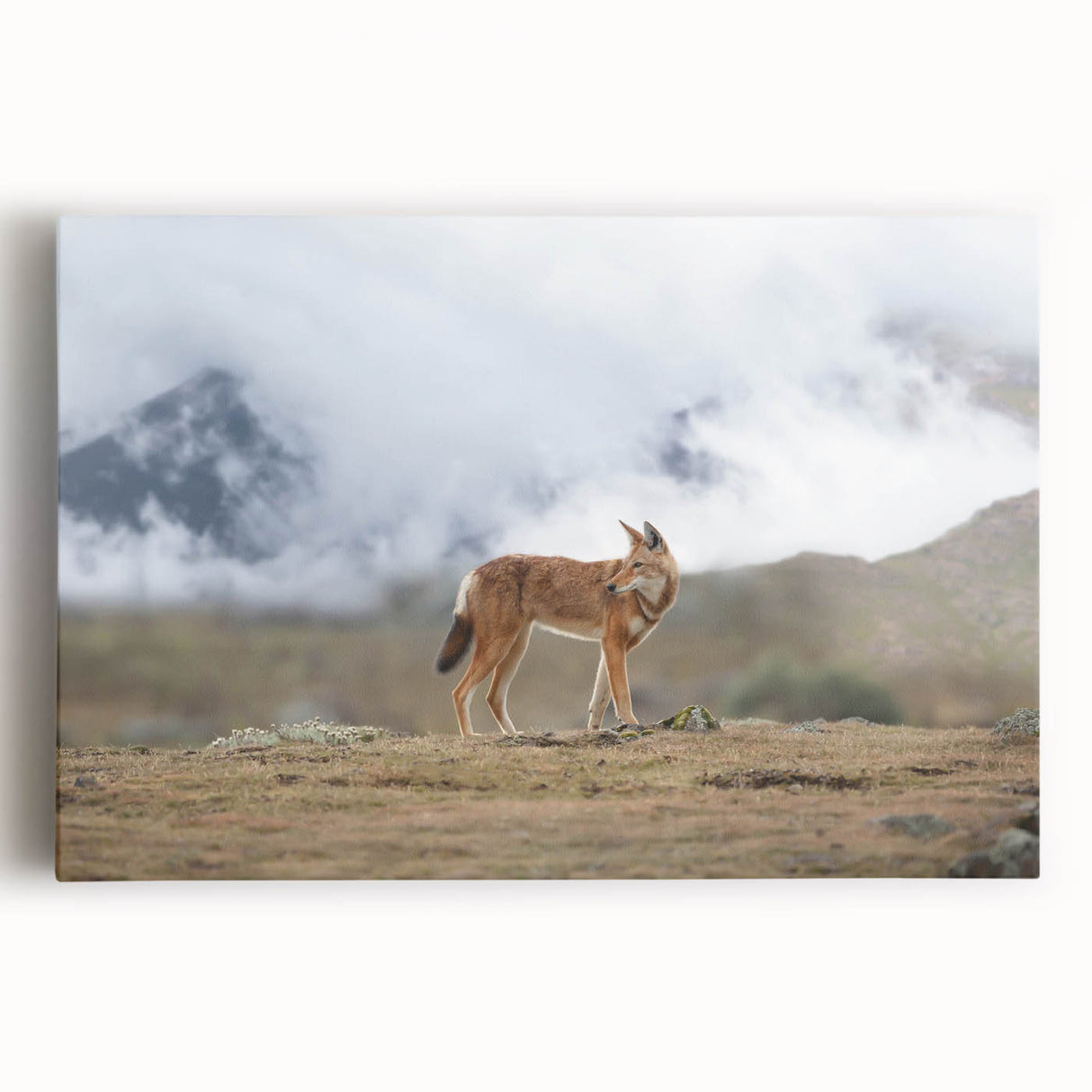 Black and white stretched canvas featuring a serene Ethiopian landscape, ideal for kitchen wall art.