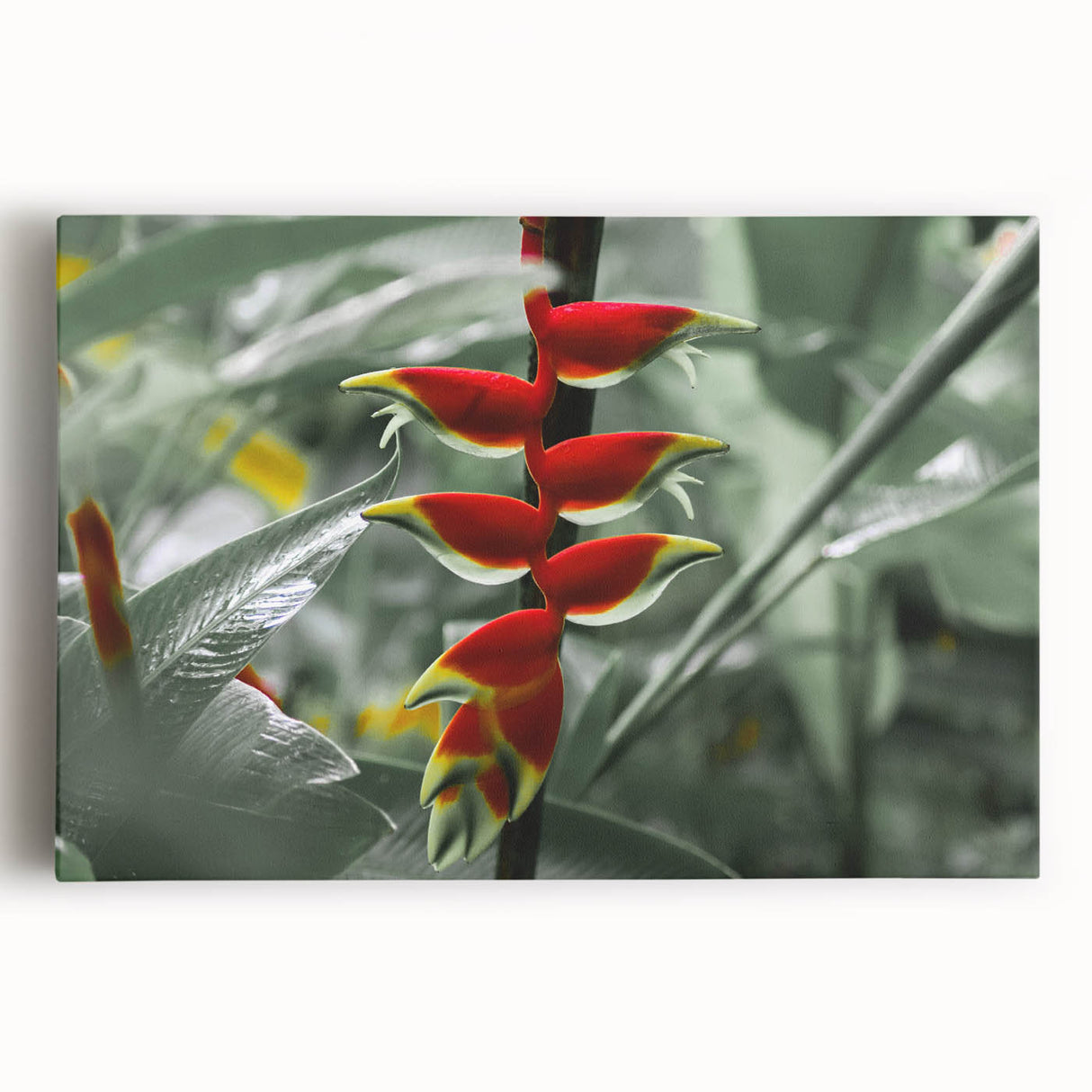 Black and white photograph of Caribbean Martinique scenery on stretched canvas, ideal for kitchen wall art.