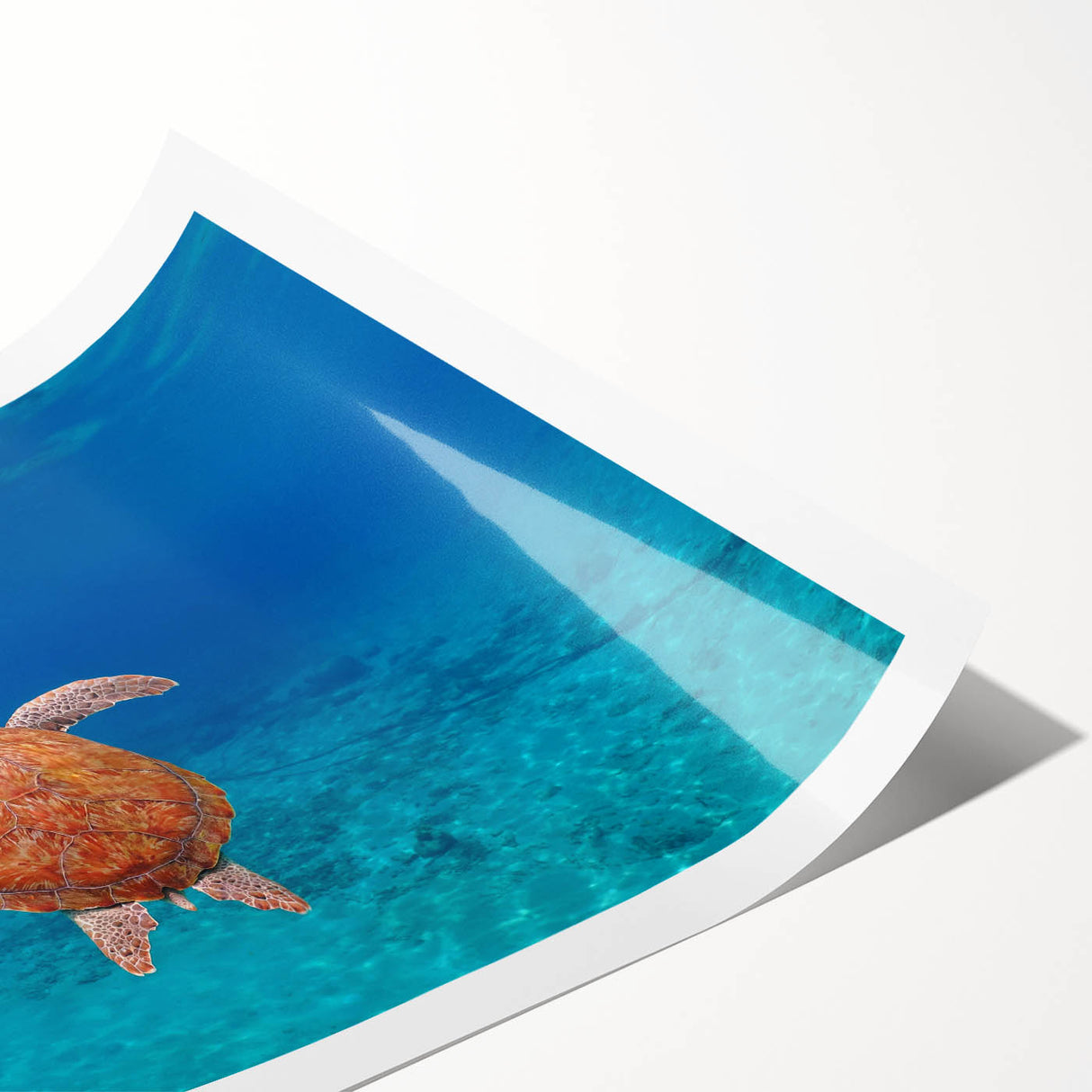 Extra large wall art featuring line art flowers and a Caribbean Virgin Islands scenery on a rolled print.