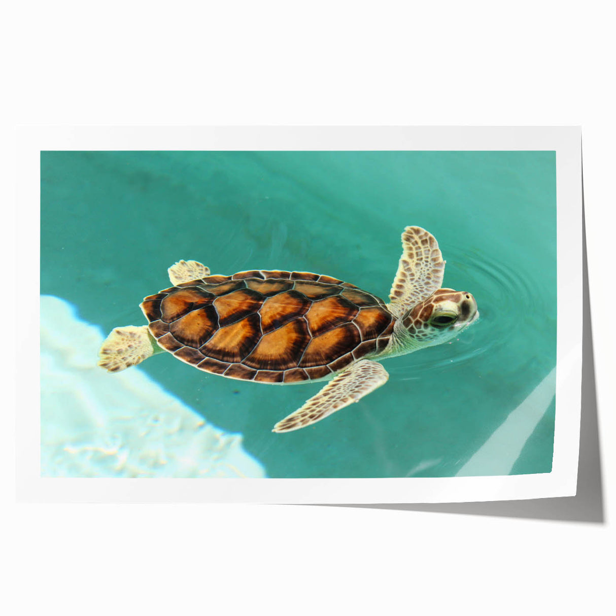 Extra large rolled print of Quintana Roo scenery with vibrant floral elements in pastel shades.