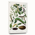 Famous Romantic Era Art - Caterpillar Illustration Canvas Print