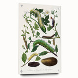 Famous Romantic Era Art - Caterpillar Illustration Canvas Print