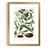 Famous Romantic Era Art - Caterpillar Illustration Canvas Print