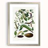 Famous Romantic Era Art - Caterpillar Illustration Canvas Print