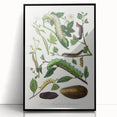 Famous Romantic Era Art - Caterpillar Illustration Canvas Print