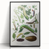Famous Romantic Era Art - Caterpillar Illustration Canvas Print