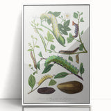 Famous Romantic Era Art - Caterpillar Illustration Canvas Print