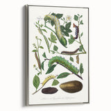 Famous Romantic Era Art - Caterpillar Illustration Canvas Print