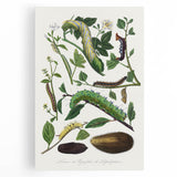 Famous Romantic Era Art - Caterpillar Illustration Canvas Print