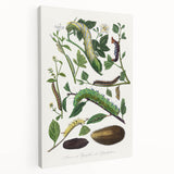 Famous Romantic Era Art - Caterpillar Illustration Canvas Print