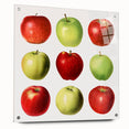 Acrylic print of colorful fruits in a minimalistic style, ideal for dining room decor.