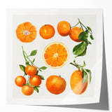 Rolled print featuring a variety of vibrant fruits, ideal for art wall dining room or classy bathroom decor.