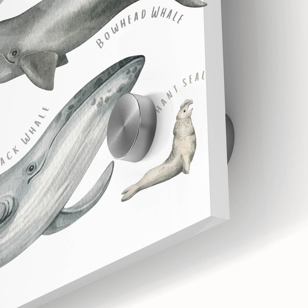 Ocean Life Kids Educational Wall Art - Learning Poster for Classrooms